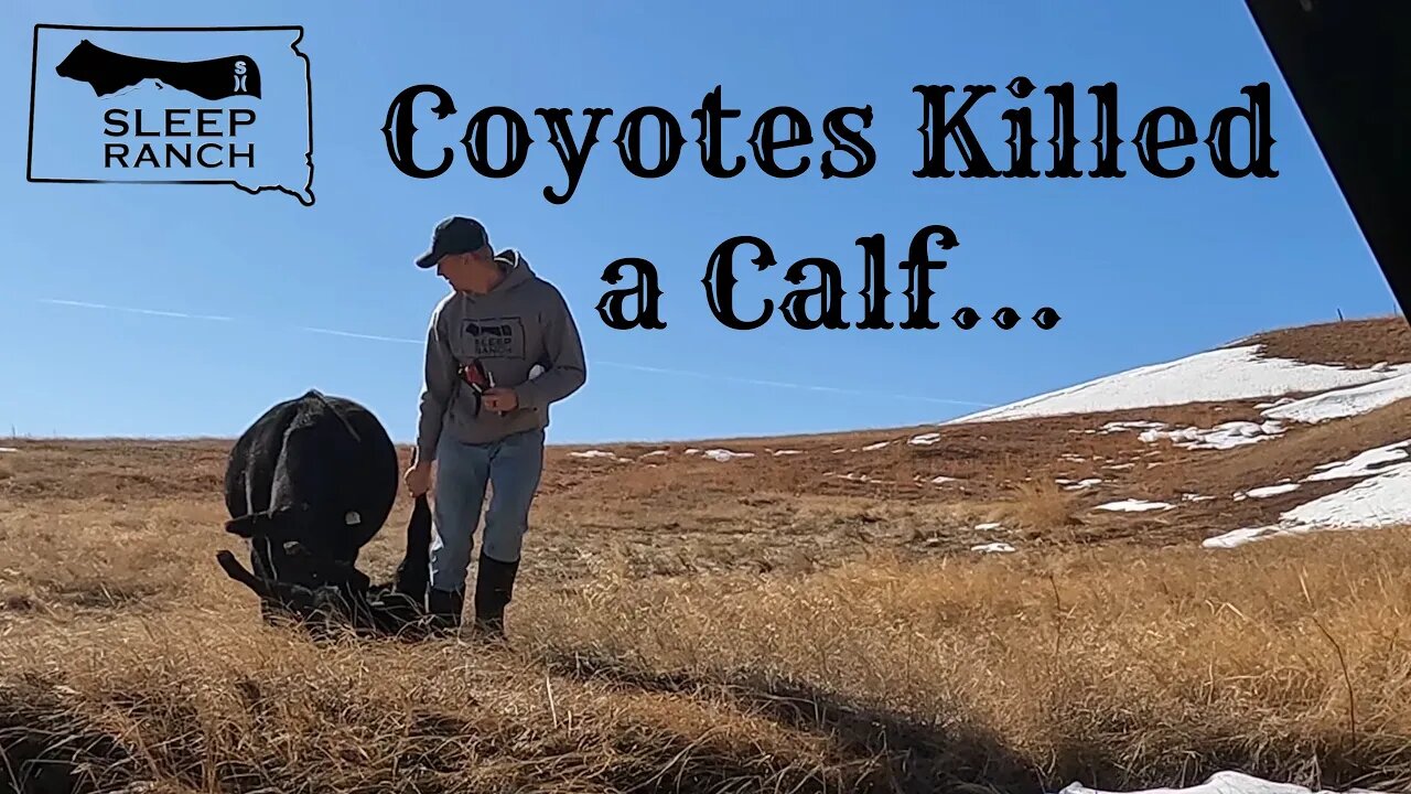 Coyotes Killed a Calf…