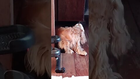 #dogshow , #animals , #dogs , #shorts