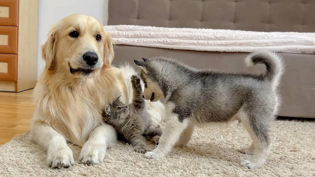 Golden Retriever and Husky Puppy React to Fluffy Kitten for the First Time!