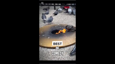 Funny pigeon enjoying heat from flame