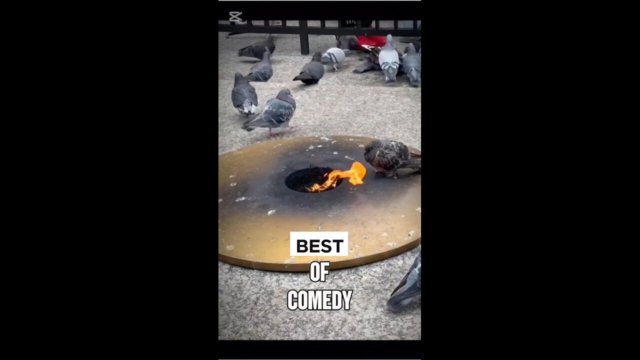 Funny pigeon enjoying heat from flame