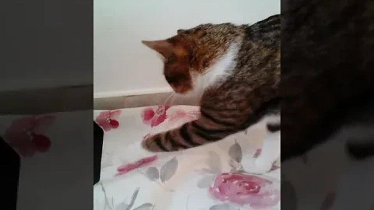 Cat Does Not Want Pets #shorts