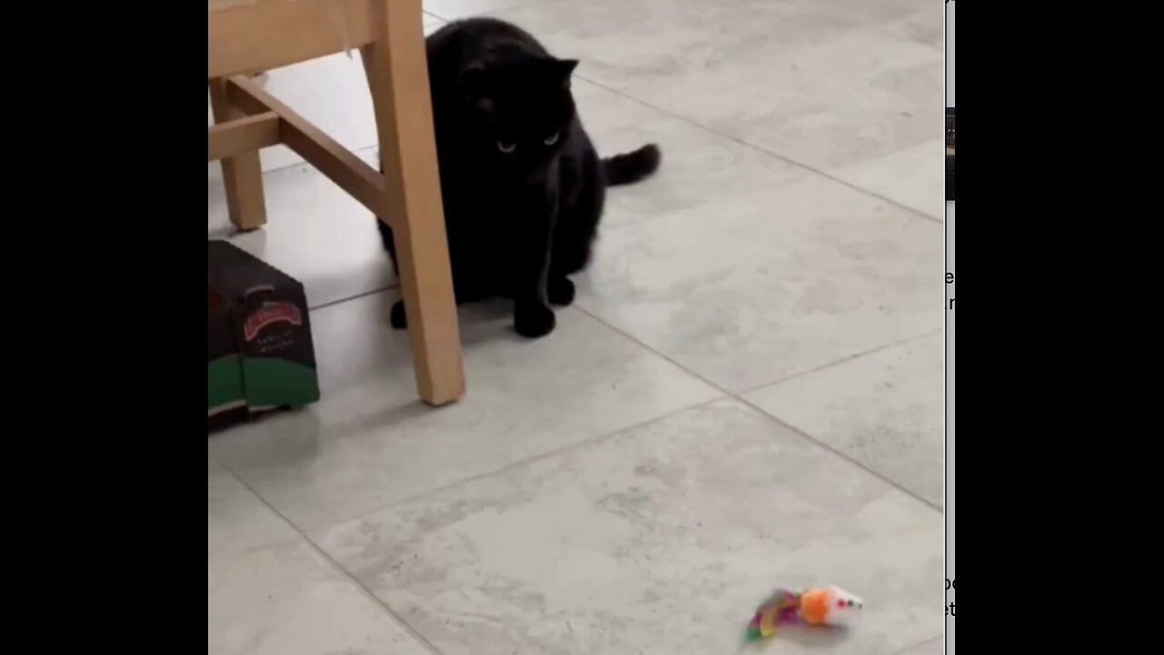 Cute Precious Piper Ignores a Strange Toy - Adopting a Cat from a Shelter Vlog #shorts