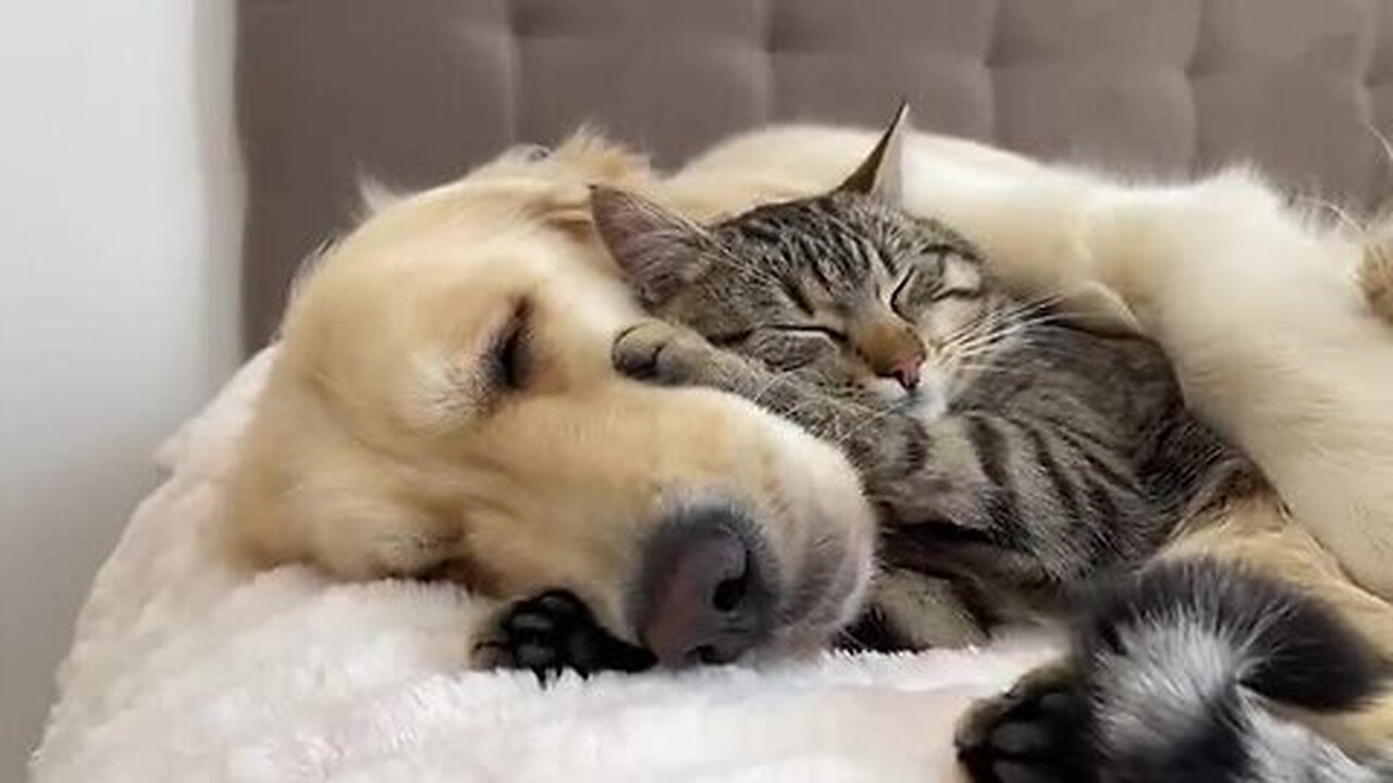 Adorable Golden Retriever and Cute Cat Attacked by Sweet Sleep