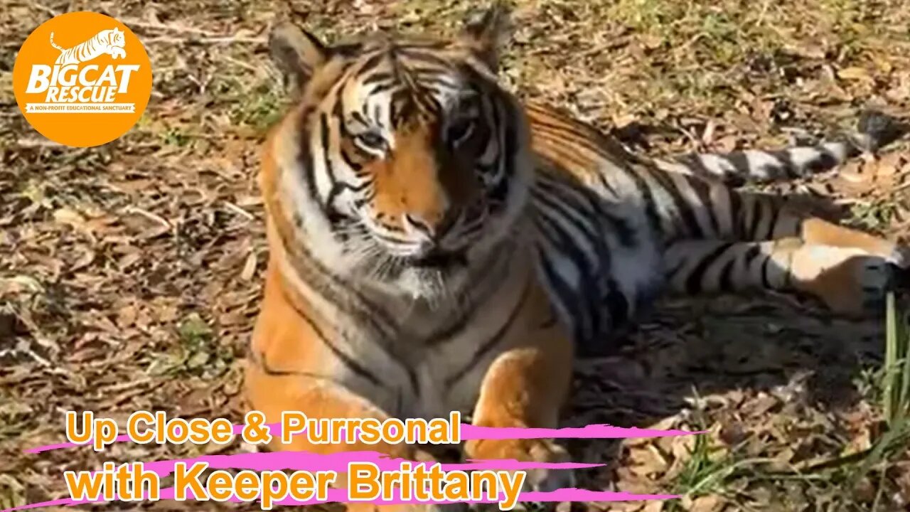 Big Cat Rescue LIVE Q&A with Brittany at Big Cat Rescue 02 06 2023