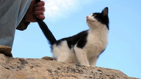 Our Cats #127 – Cats Run Up and Down the Cliffs to Meet ‘Papapuss’