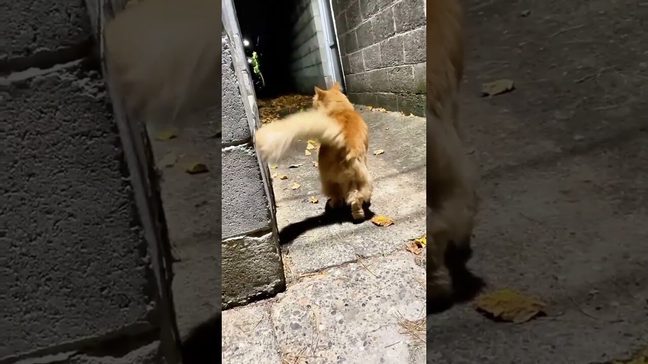 Is Your Cat Secretly a Thief?