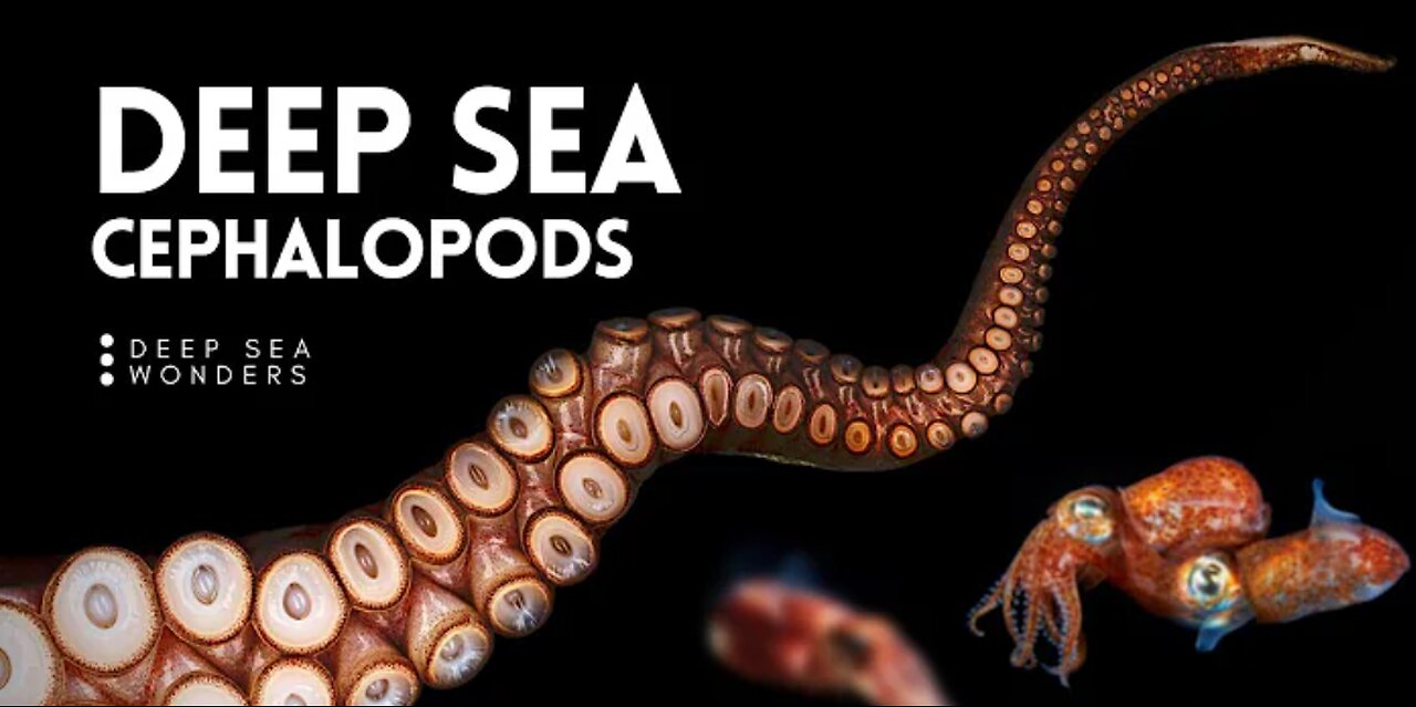 The Unique Biology of Cephalopods {Wildlife Documentary}