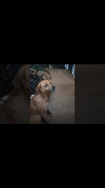 Dog so chill 😎 🤣 #dog