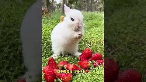 Such a lovely little rabbit, do you remember