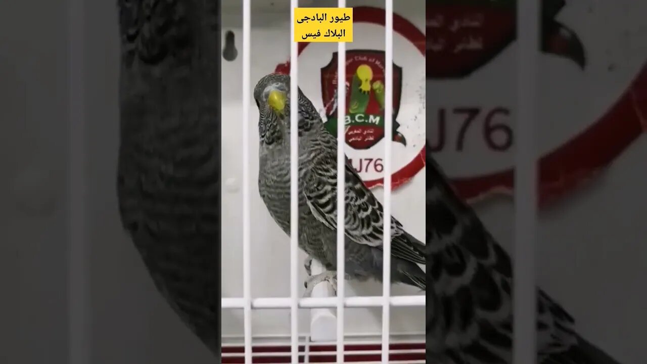 طيور البادجى البلاك فيس كيوت روعة