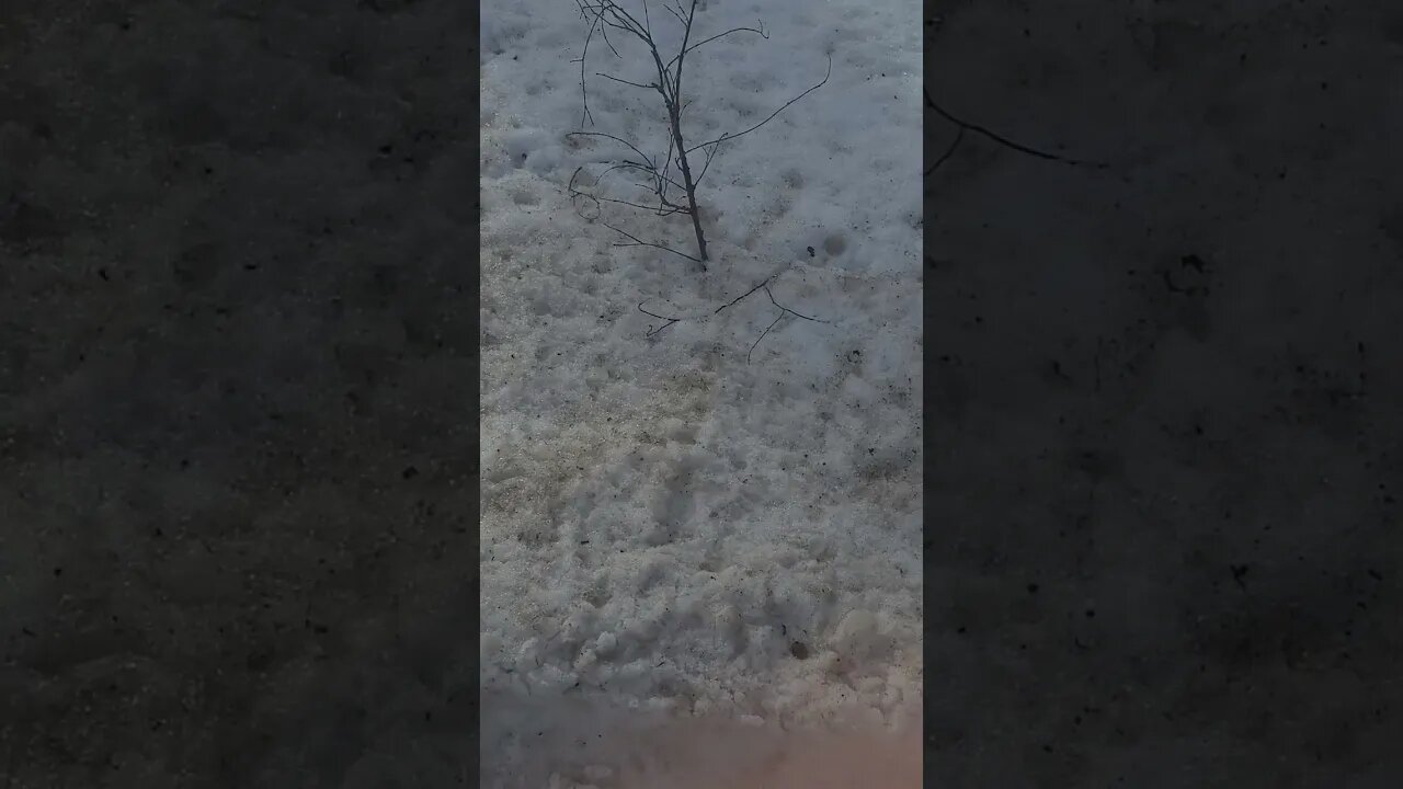 branch