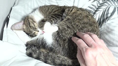 Cute Cat Scratches His Ear