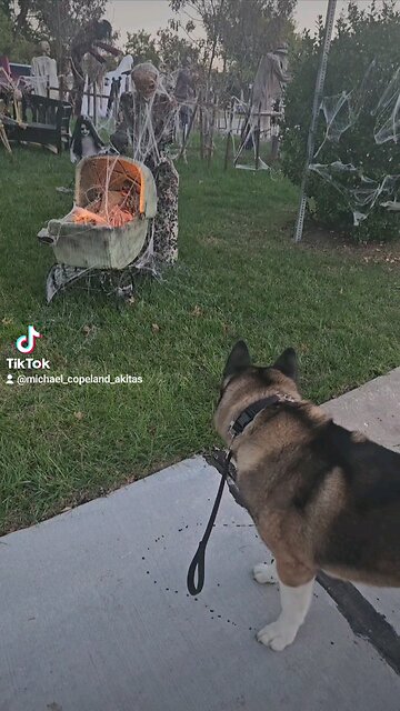 Tough dog SCARED by Halloween display! ● Funny