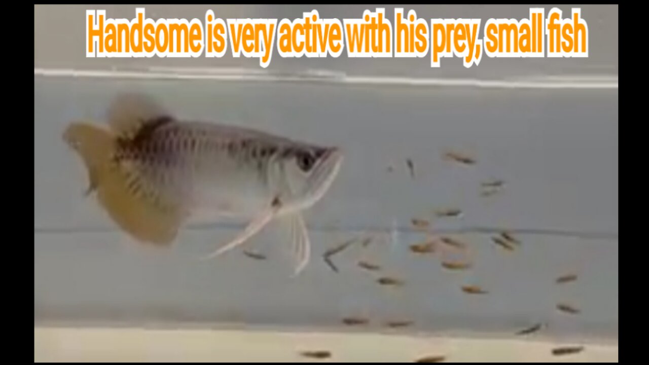 The Super Red Arowana is very active with its prey, small fish