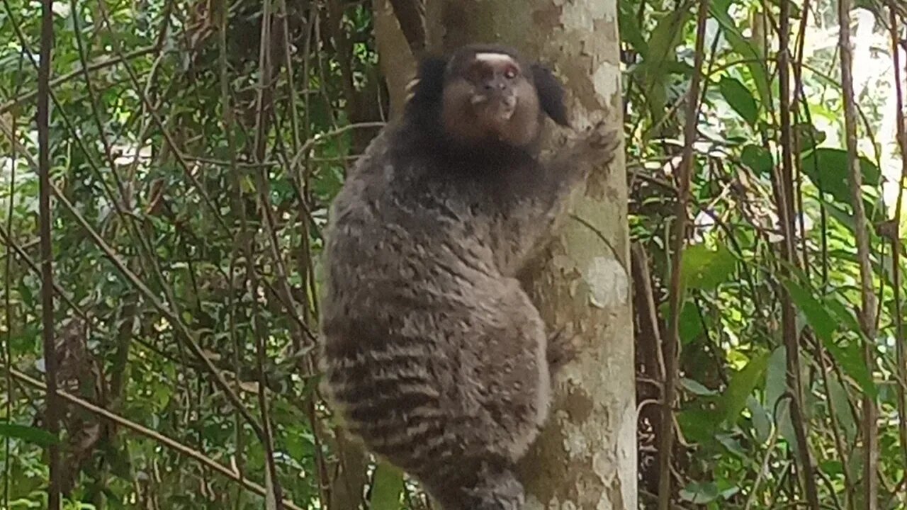 Conheça o PARQUE DA LAJINHA em Juiz de Fora MG (Um passeio para toda família)