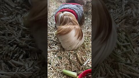 Guinea pigs Sunday morning