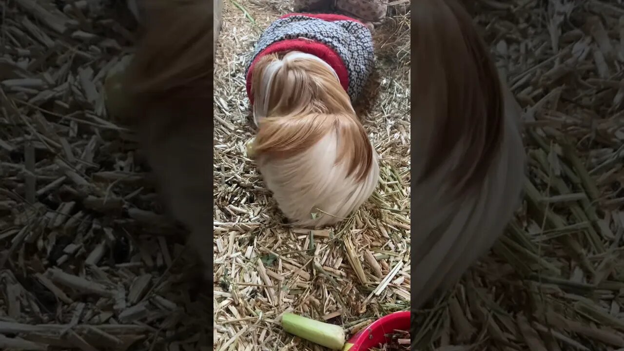 Guinea pigs Sunday morning