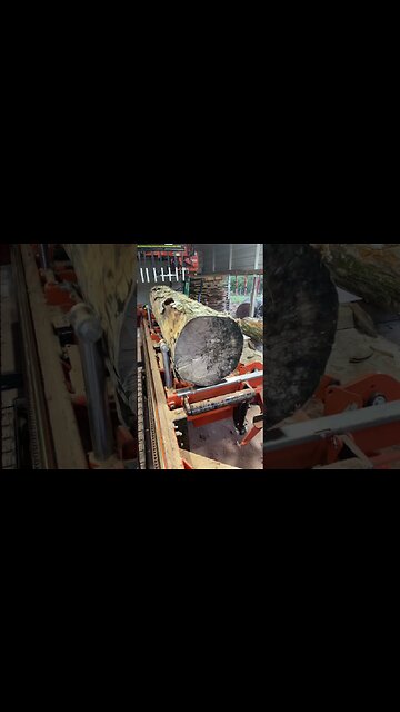 Advice Needed/Sugar Maple