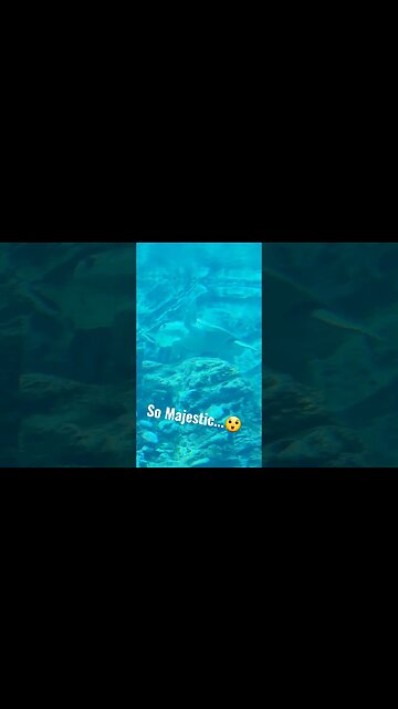 Sea Turtle's Really Are Majestic | SeaWorld Orlando