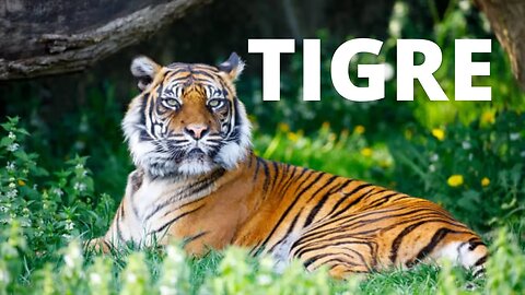 Tigre (Poema corto infantil)