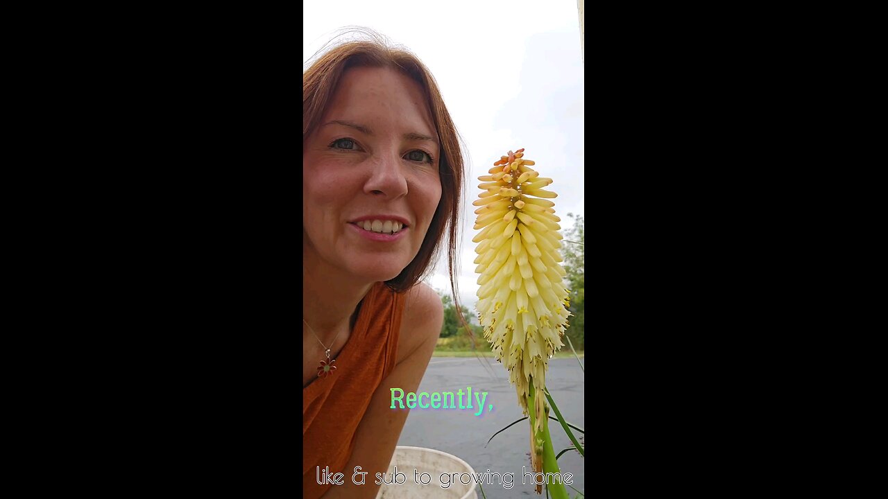 Deadhead KNIPHOFIA 'Red Hot Poker' 🐝🔥✂️ Growing Home Gardening #pruning #plants