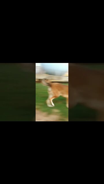 Domingo de perros y gato #uruguay #tacuarembó (12/02/2023)