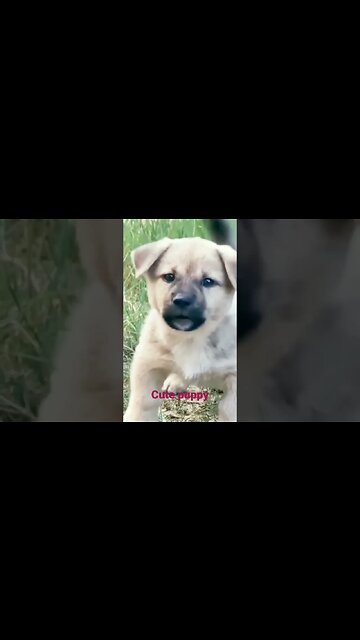 Dog puppy#cute barking#viralshorts