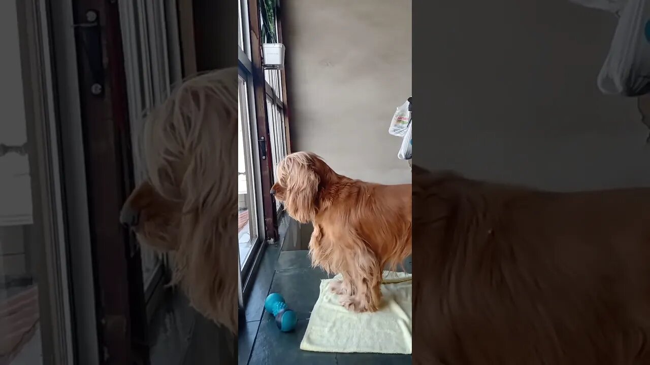 #pet , #animals , #dogshow , #dogs , #shorts