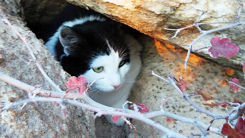 Our Cats #130 - Cats’ Favorite Activity on Rocky Trails: Exploring Little Caves and Crevices