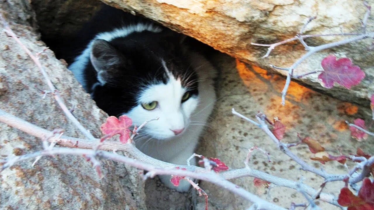 Our Cats #130 - Cats’ Favorite Activity on Rocky Trails: Exploring Little Caves and Crevices