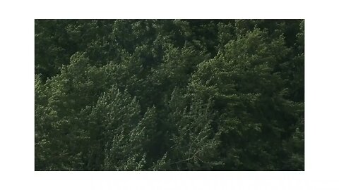 👏Blowing Wind thru Trees with some Thunder in the Background #Motivationalhealing 🤞