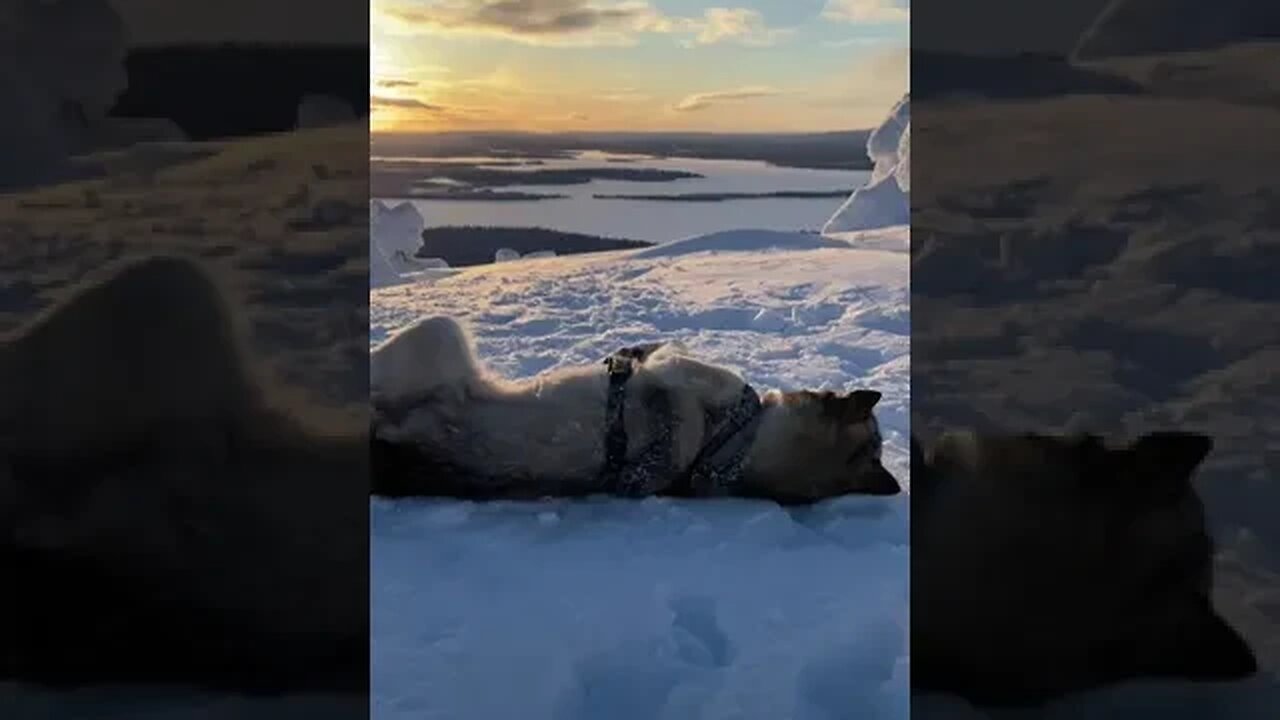 🤩🐶#husky #huskylife #puppylove #puppytiktok #dogs #animal #happy #foryou #finland #shorts