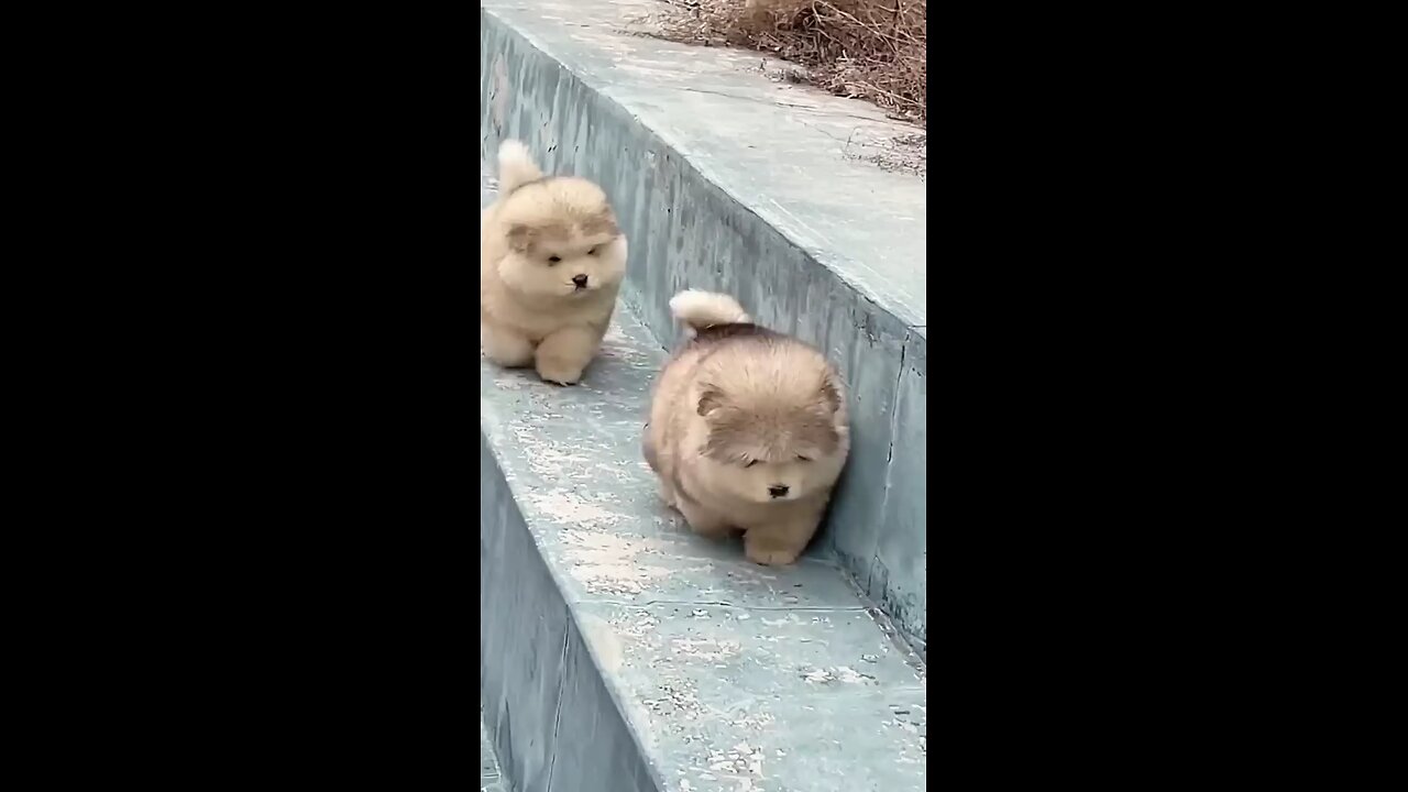 so cute and funny puppies