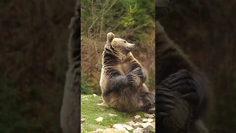 Stretching with Bears 🐻