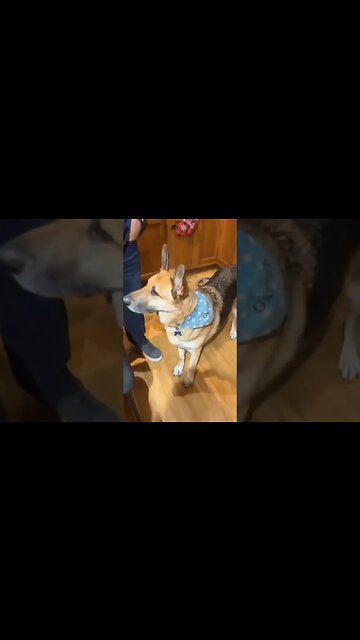 Happy BornOn Date Garmr