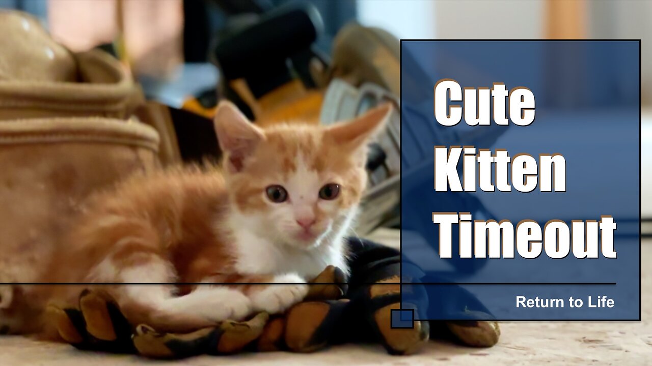 Calming Kitten Video