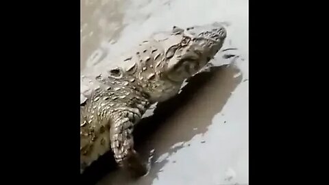 Jacarés são vistos em ruas após forte chuva no Rio