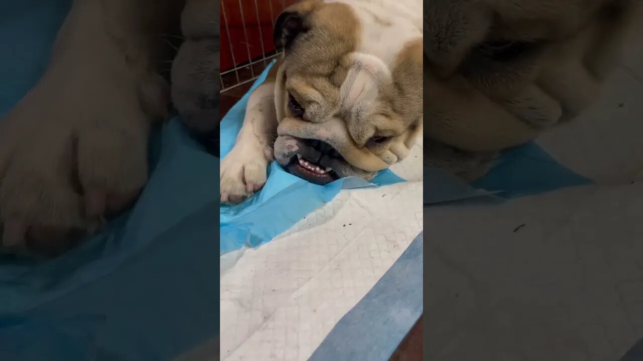 That’s Not a Bed 😂🤦🏻‍♂️ #englishbulldog