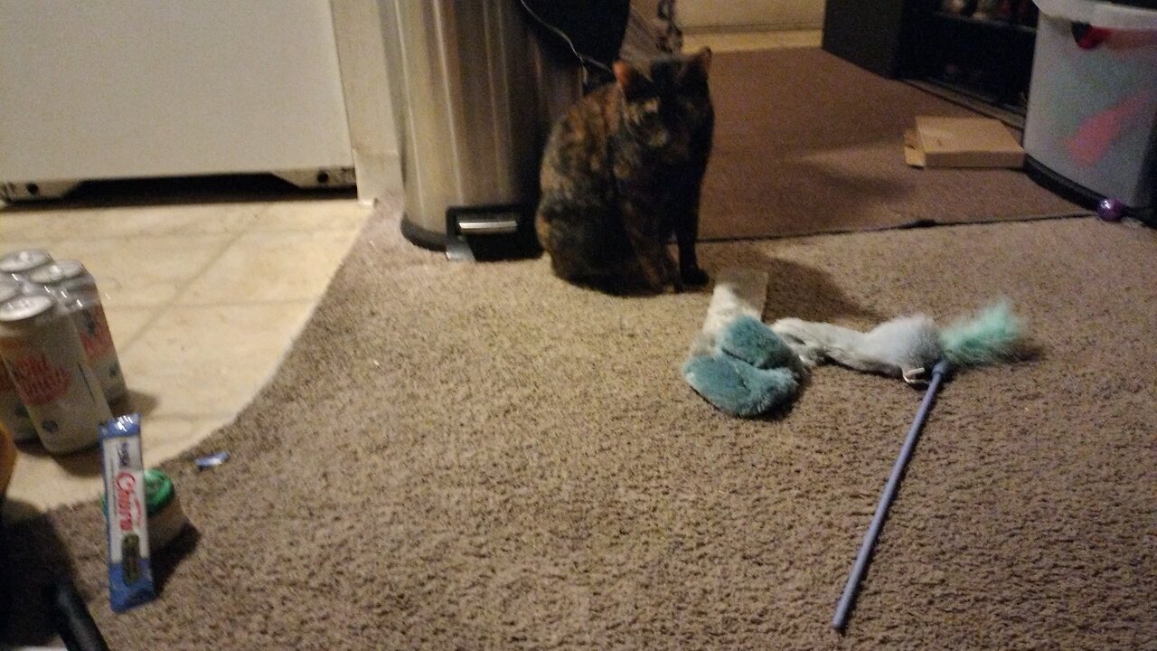 kitty sitting with kitty nip