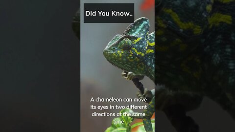Fun Facts you didn’t know #Shorts #Subscribe
