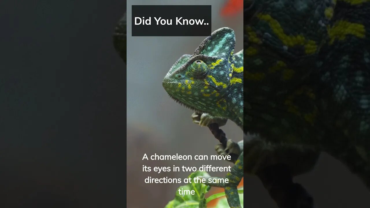 Fun Facts you didn’t know #Shorts #Subscribe