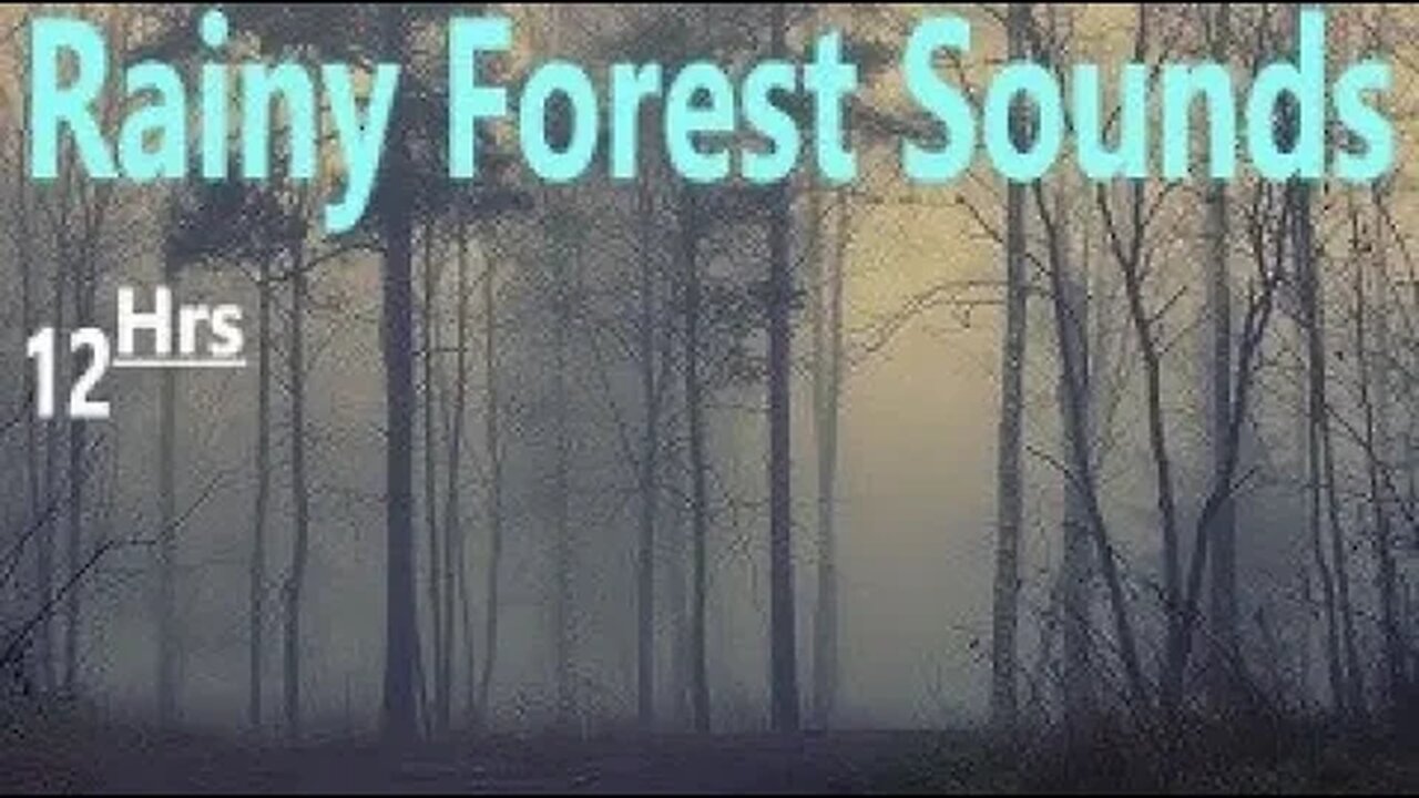 Gentle Forest Rain & Bird Sounds on a Foggy Day, for Relaxation Work Focus Study Meditation