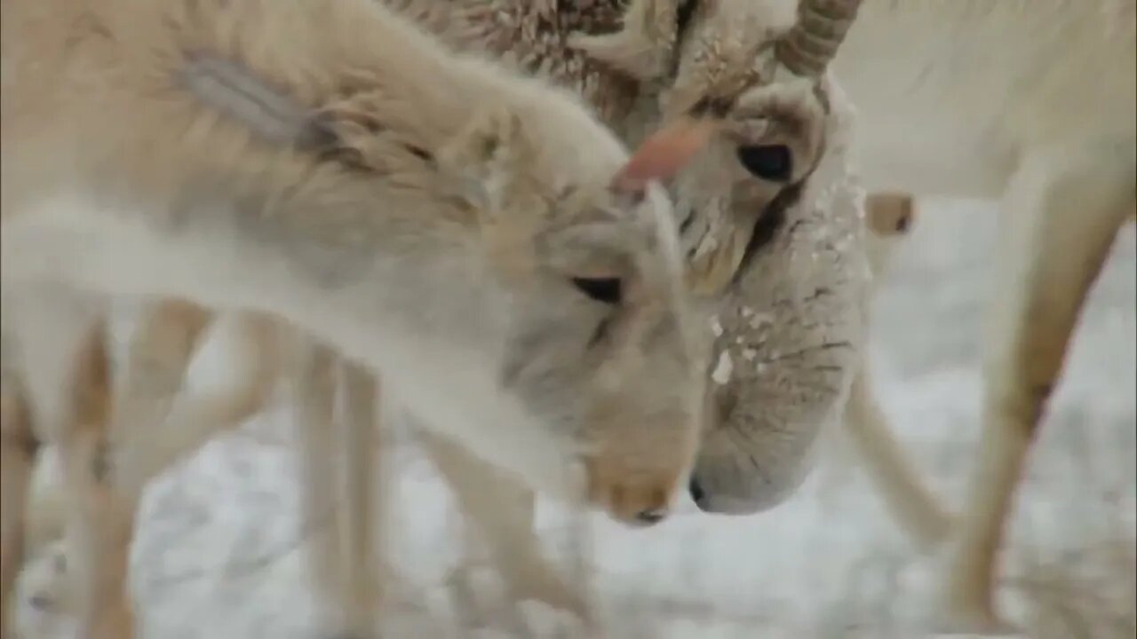 The Greater Caucasus Between Europe and Asia Full Documentary