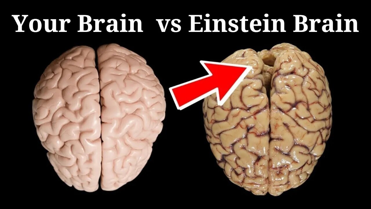 Your brain vs Einstein's brain who is smart | Natural |Philosophy|