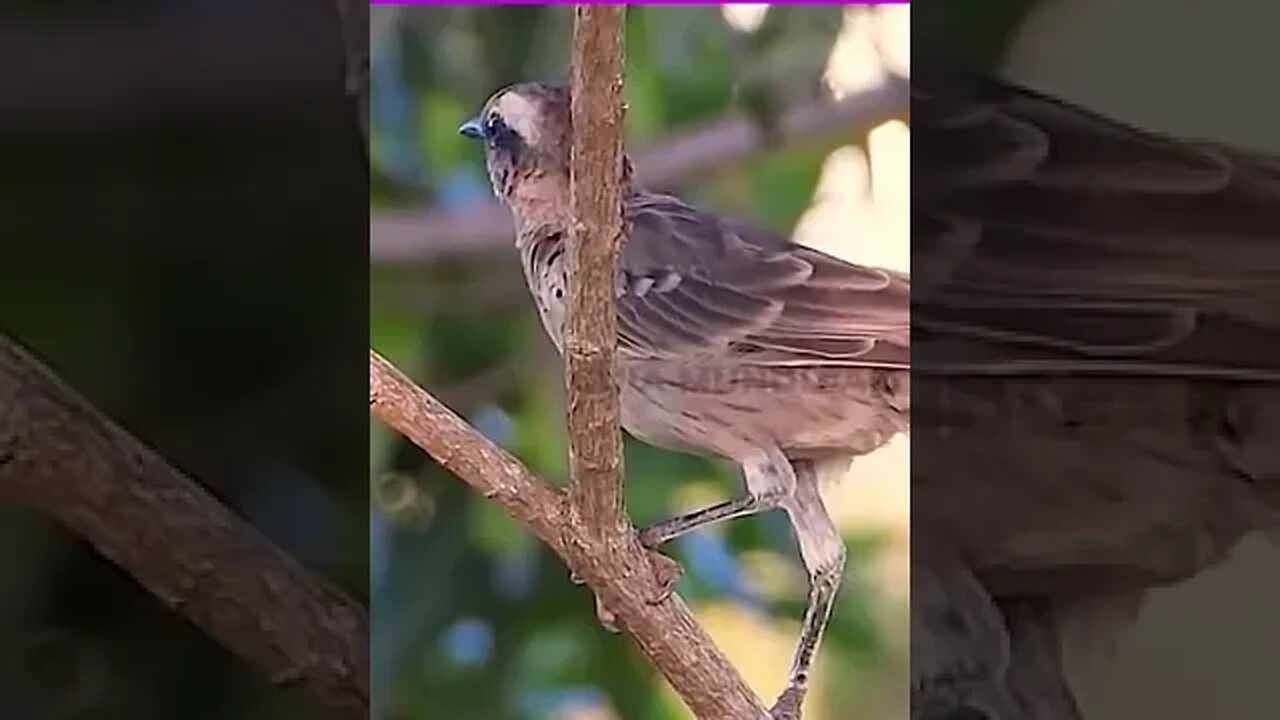 os 10 cantos de pássaros #shorts