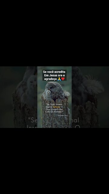 reflexão o amor dos animais é maior que tudo #fé #reflexão #oração #pets #vida #deus #jesus#shorts
