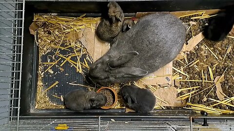 busy BLUE VIENNA x Californian BABY RABBITS KITS 18 DAYS OLD: Blue Black Agouti/Isabella konijntjes