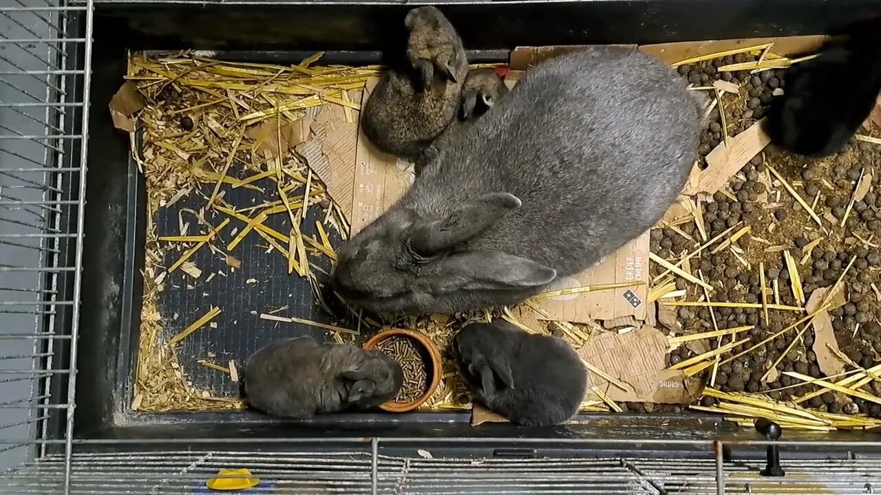 busy BLUE VIENNA x Californian BABY RABBITS KITS 18 DAYS OLD: Blue Black Agouti/Isabella konijntjes