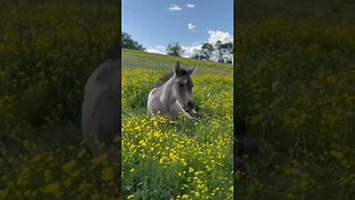 #horse #shorts